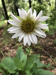 Iostephane heterophylla
