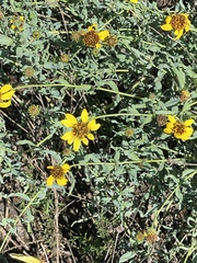 Helianthus ciliaris