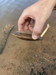 Unionidae