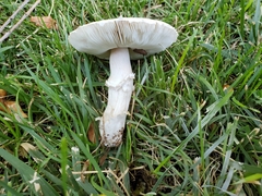 Leucoagaricus leucothites