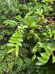 Vaccinium ovatum