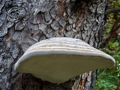 Fomes fomentarius