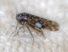 Xestocephalus superbus