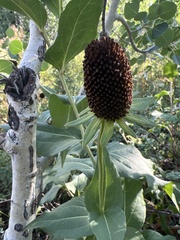 Rudbeckia occidentalis