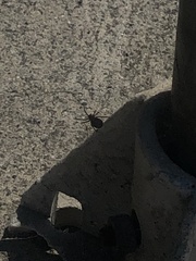 Latrodectus hesperus