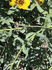 Helianthus ciliaris