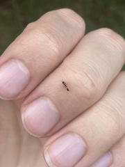Pseudomyrmex
