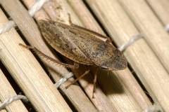 Aphrodes