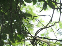 Polioptila albiloris