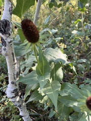 Rudbeckia occidentalis