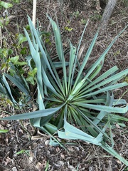 Yucca filamentosa