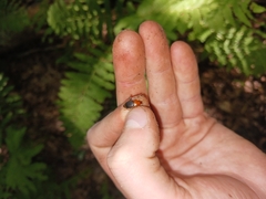 Amphasia interstitialis