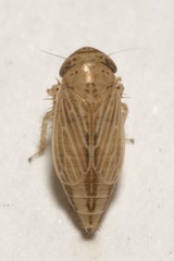 Streptanus aemulans