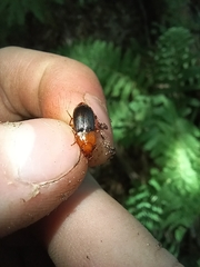 Amphasia interstitialis