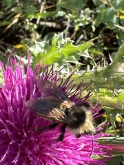 Bombus appositus
