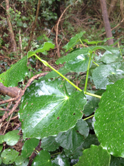 Piper excelsum peltatum