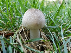 Leucoagaricus leucothites