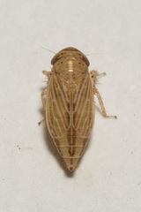 Streptanus aemulans