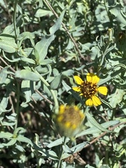 Helianthus ciliaris