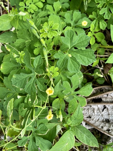 Momordica charantia observed 2022-08-07