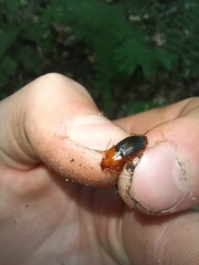 Amphasia interstitialis