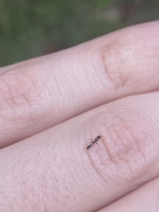 Pseudomyrmex