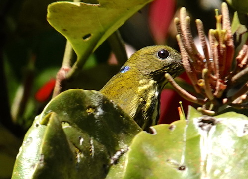 Purple-naped Spiderhunter (Kurochkinegramma hypogrammicum), photo 10