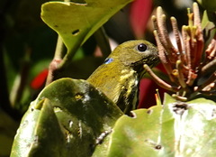 Kurochkinegramma hypogrammicum