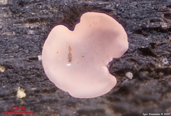 Orbilia luteorubella