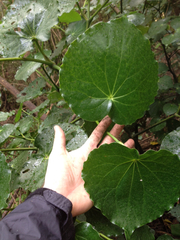 Piper excelsum peltatum