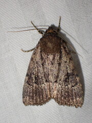 Amphipyra pyramidea