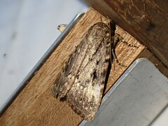 Amphipyra pyramidea