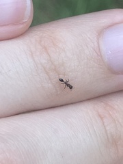 Pseudomyrmex