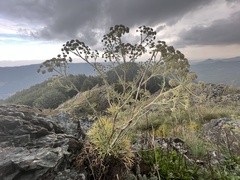 Peucedanum officinale