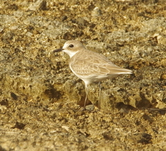 Charadrius leschenaultii