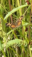 Phyciodes tharos
