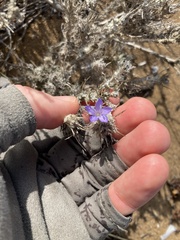 Eriastrum densifolium