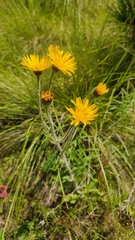 Heterotheca inuloides