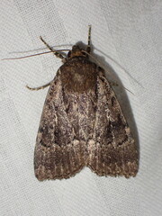 Amphipyra pyramidea