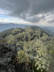 Peucedanum officinale