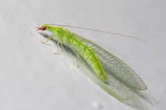 Chrysoperla rufilabris