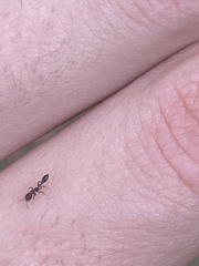 Pseudomyrmex