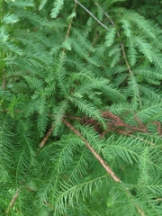 Taxodium