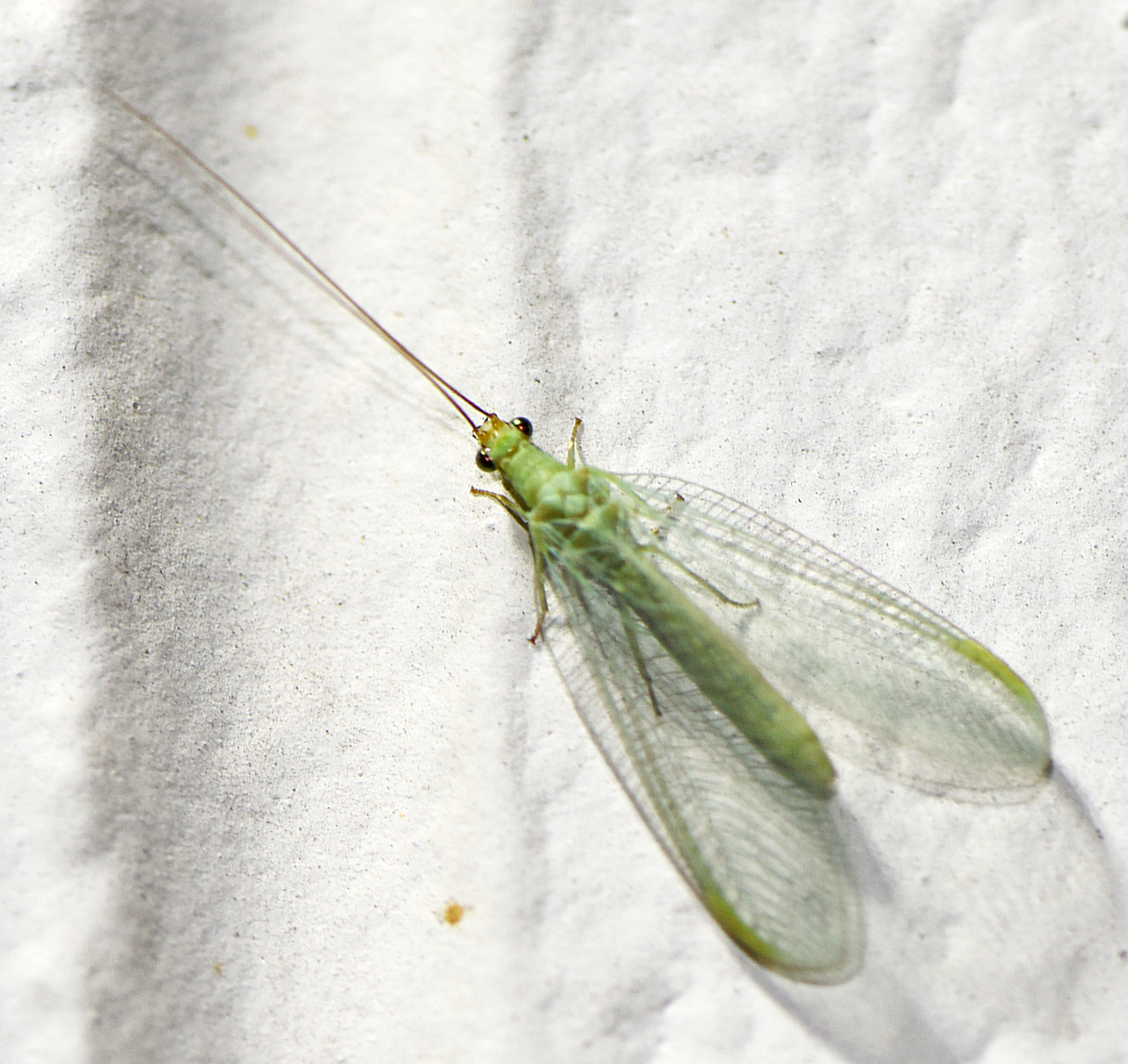 Chrysopa excepta