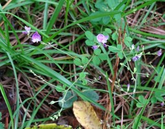 Lespedeza procumbens