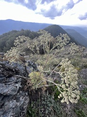 Peucedanum officinale