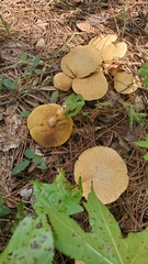 Suillus decipiens