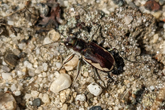 Cicindela scutellaris lecontei