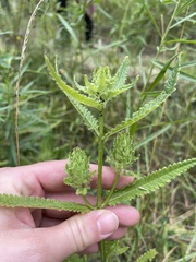 Pedicularis lanceolata