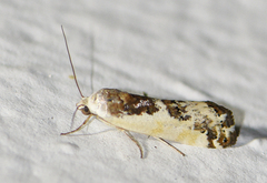 Tarache augustipennis